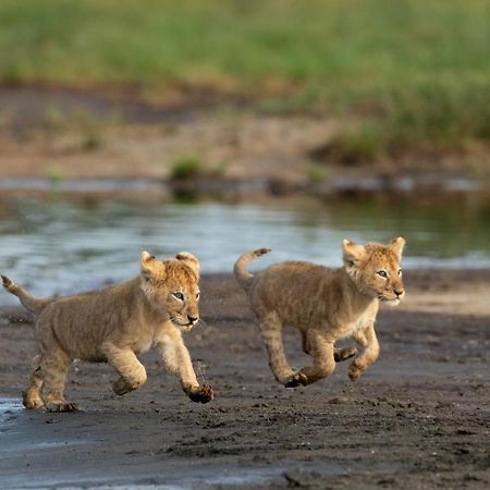 Africa Safari South Serengeti Ndutu Ngorongoro Sinoni Exterior foto