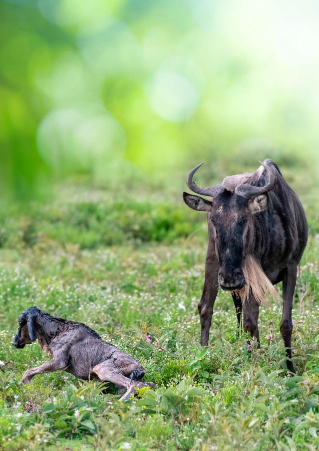 Africa Safari South Serengeti Ndutu Ngorongoro Sinoni Exterior foto