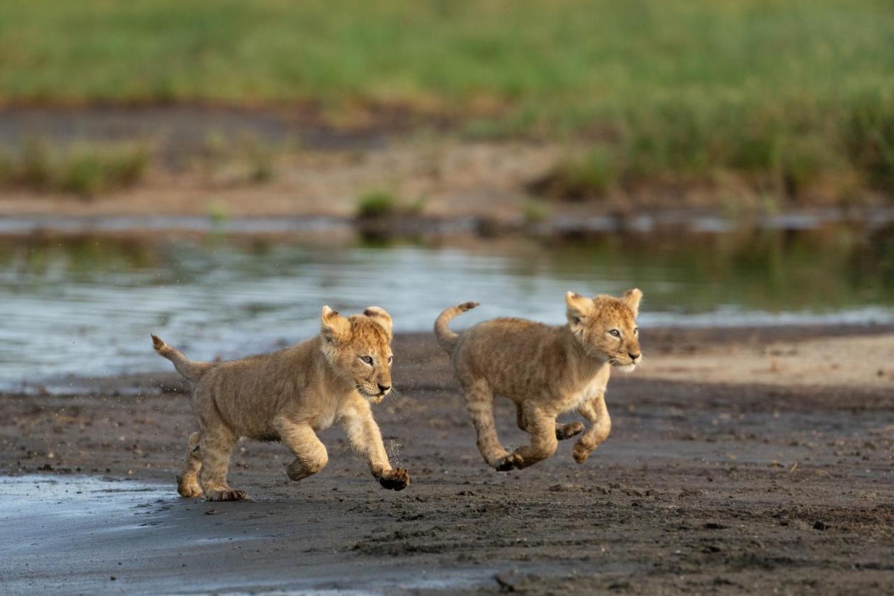 Africa Safari South Serengeti Ndutu Ngorongoro Sinoni Exterior foto