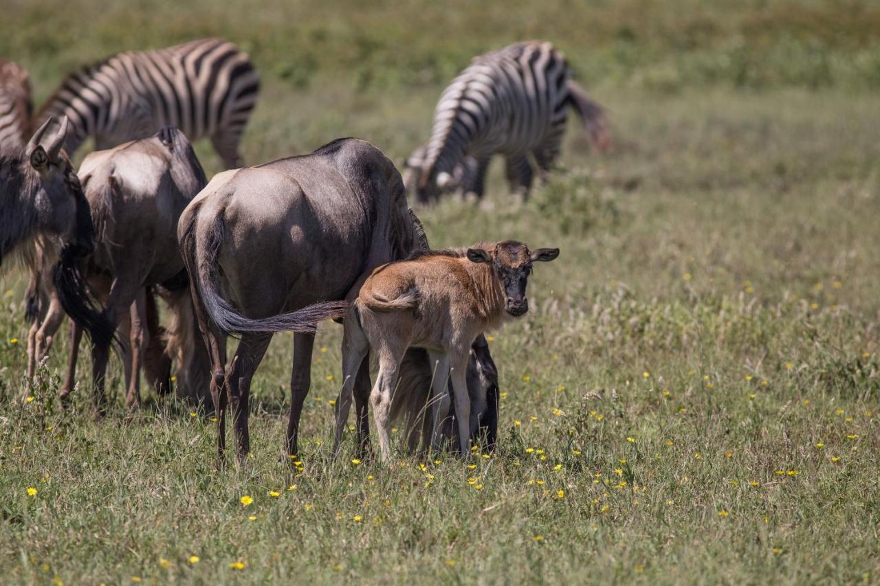 Africa Safari South Serengeti Ndutu Ngorongoro Sinoni Exterior foto