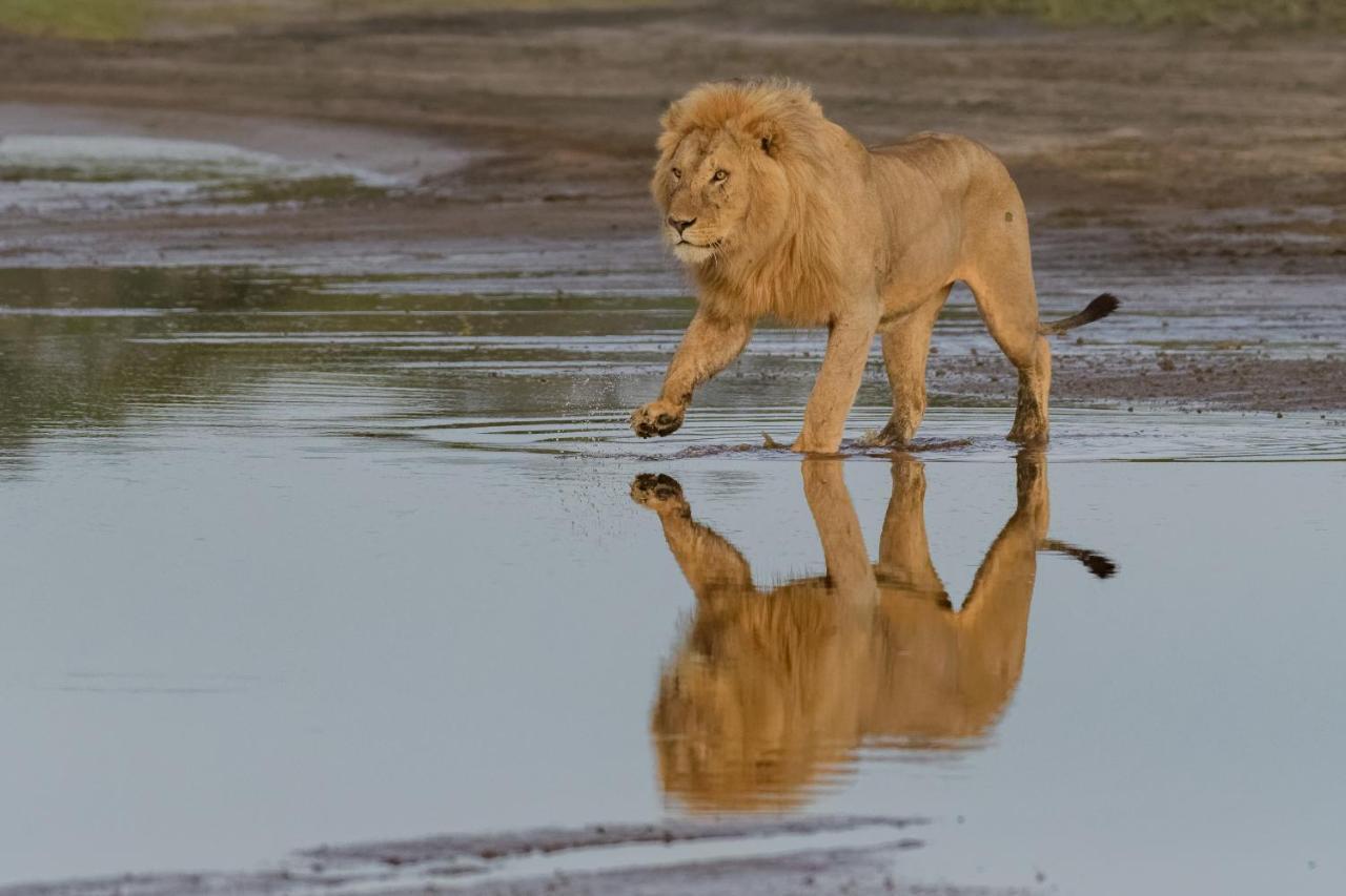 Africa Safari South Serengeti Ndutu Ngorongoro Sinoni Exterior foto